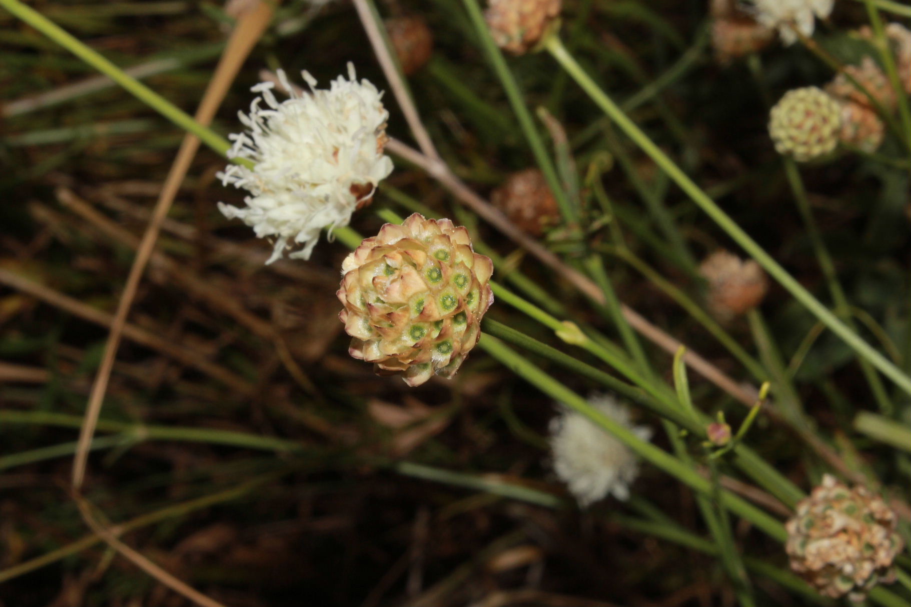 Cephalaria leucantha / Vedovina a teste bianche